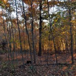 woods-bkg.jpg